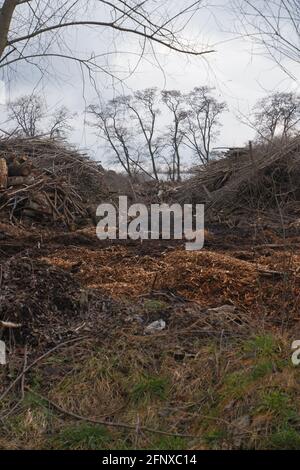 Abfalldeponie für Holzbearbeitung. Berge von Sägemehl, Ästen und Bäumen. Konzept für die Umweltsicherheit. Stockfoto