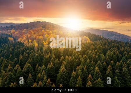 Blick von oben auf dichten Pinienwald mit Vordächern von grünen Fichten und bunt gelb üppigen Vordächer im Herbst Berge bei Sonnenuntergang. Stockfoto