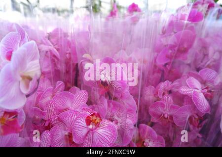 Viele vorbereitete Blumensträuße mit rosa Orchideenblüten. Stockfoto