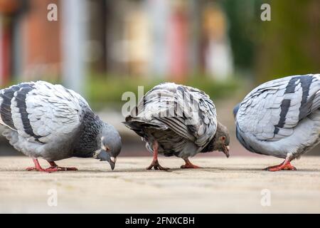 Nahaufnahme von Taubenvögeln, die auf einer Stadtstraße auf der Suche nach Nahrung gehen. Stockfoto