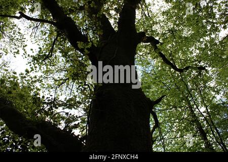 Spazieren Sie durch die atemberaubende Natur der Region North Devon Stockfoto