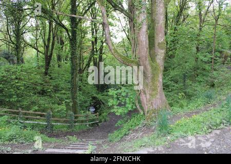 Spazieren Sie durch die atemberaubende Natur der Region North Devon Stockfoto