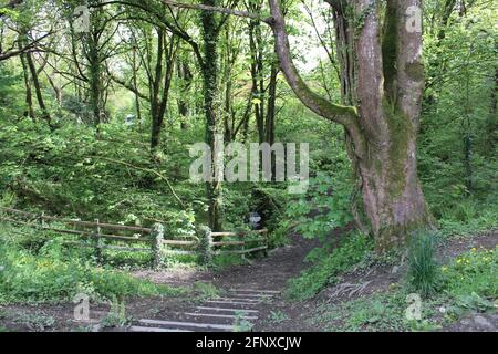 Spazieren Sie durch die atemberaubende Natur der Region North Devon Stockfoto