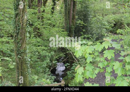 Spazieren Sie durch die atemberaubende Natur der Region North Devon Stockfoto
