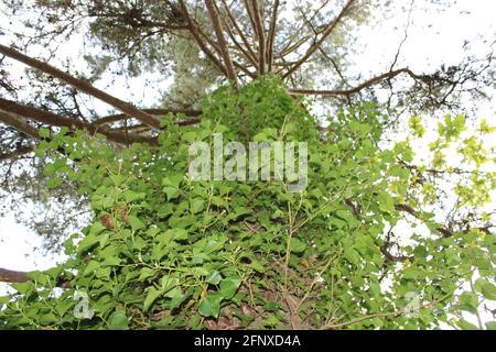Spazieren Sie durch die atemberaubende Natur der Region North Devon Stockfoto