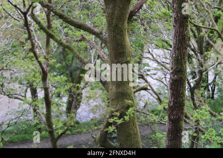 Spazieren Sie durch die atemberaubende Natur der Region North Devon Stockfoto
