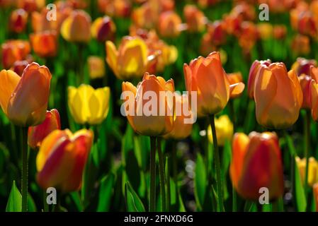 Farbenreiche orangefarbene und rote Tulpen (Daydream, Apeldoorn Elite) beim Canadian Tulip Festival 2021 in Ottawa, Ontario, Kanada. Stockfoto