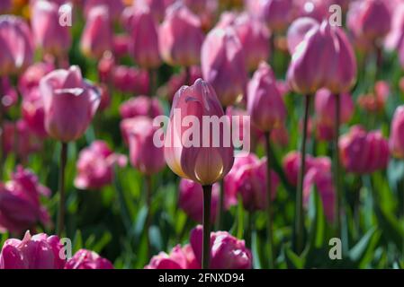 Farbenreiche rosa Tulpen (Dynasty Tulip) beim Canadian Tulip Festival 2021 in Ottawa, Ontario, Kanada. Stockfoto