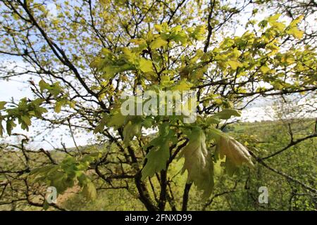 Spazieren Sie durch die atemberaubende Natur der Region North Devon Stockfoto