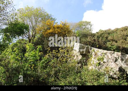 Spazieren Sie durch die atemberaubende Natur der Region North Devon Stockfoto