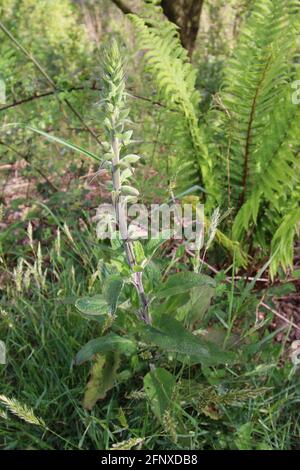 Spazieren Sie durch die atemberaubende Natur der Region North Devon Stockfoto