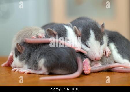 Viele kleine lustige Babyratten wärmen sich zusammen auf einer auf der anderen. Stockfoto