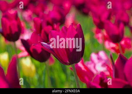 Fantastische rosa und violette Tulpen (Mariette, Merlot) beim Canadian Tulip Festival 2021 in Ottawa, Ontario, Kanada. Stockfoto