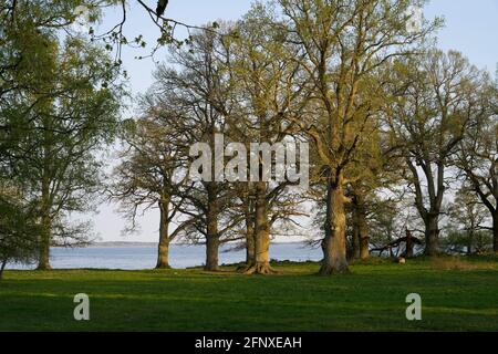 See und Wald am Frühlingsabend in Julita Schweden. Schöne skandinavische Natur und Landschaft. Ruhiges, friedliches Foto. Stockfoto