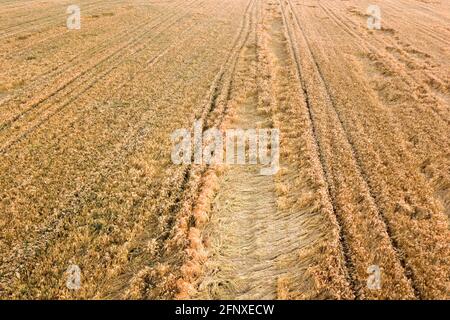 Luftaufnahme von reifen Farm Feld bereit für die Ernte mit heruntergefallen von Wind Weizen Köpfe gebrochen. Beschädigte Pflanzen und Landwirtschaft Scheitern Konzept. Stockfoto