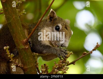 Bangkok, Thailand. Mai 2021. Nahaufnahme eines Eichhörnchens, das sich von Samen auf einem Baum ernährt. Baumhörnchen haben buschige Schwänze und sind ein Mitglied der Unterfamilie Sciuridae, die mittelgroße Nagetiere sind. Sie sind ein Baumhaus, kleine nagende Säugetiere, die sich von Nüssen und Samen ernähren. (Foto von Paul Lakatos/SOPA Images/Sipa USA) Quelle: SIPA USA/Alamy Live News Stockfoto