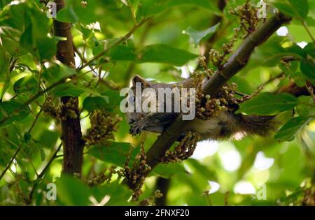 Bangkok, Thailand. Mai 2021. Eine Nahaufnahme eines Eichhörnchens, das sich von den Samen auf einem Baum ernährt. Baumhörnchen haben buschige Schwänze und sind ein Mitglied der Unterfamilie Sciuridae, die mittelgroße Nagetiere sind. Sie sind ein Baumhaus, kleine nagende Säugetiere, die sich von Nüssen und Samen ernähren. (Foto von Paul Lakatos/SOPA Images/Sipa USA) Quelle: SIPA USA/Alamy Live News Stockfoto