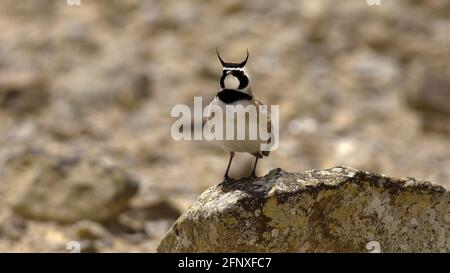 Temmincks Lerche (Eremophila bilopha) oder Temmincks gehörnte Lerche Stockfoto