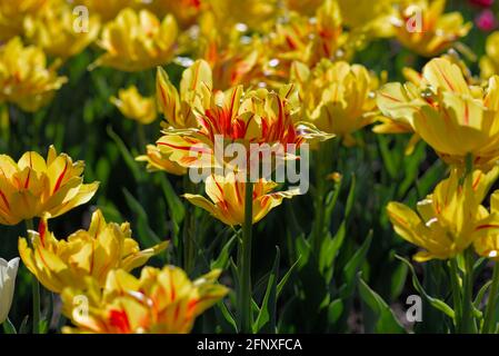 Leuchtend gelbe Monsella Tulpen an einem sonnigen Morgen beim Canadian Tulip Festival 2021 in Ottawa, Ontario, Kanada. Stockfoto