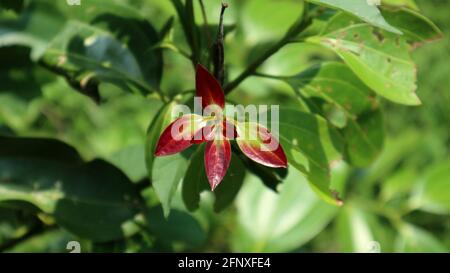 Blick von oben auf einige frisch angebaute rote Zimtblätter Spitze eines Zweiges Stockfoto