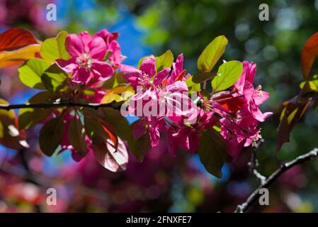 Wunderschöne dunkelrosa Blüten eines Krabbenapfels (Malus floribunda) in voller Blüte in Ottawa, Ontario, Kanada. Stockfoto