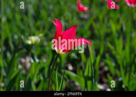 Eine früh blühende rote Tulpe (Doll’s Minuet) an einem sonnigen Morgen beim Canadian Tulip Festival 2021 in Ottawa, Ontario, Kanada. Stockfoto