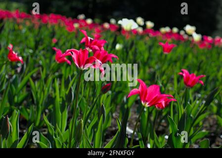 Einige früh blühende rote Tulpen (Doll’s Minuet) an einem sonnigen Morgen beim Canadian Tulip Festival 2021 in Ottawa, Ontario, Kanada. Stockfoto