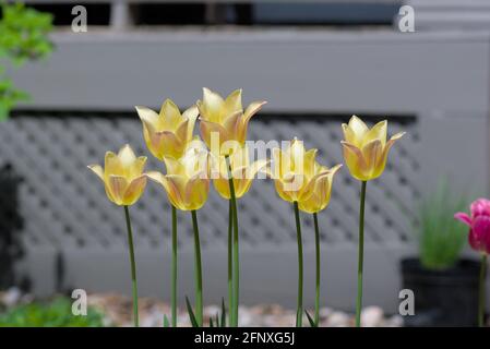 Wunderschöne gelbe Tulpen in voller Blüte in einem Glebe-Garten in Ottawa, Ontario, Kanada. Stockfoto