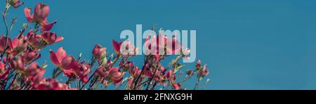 Blumenbanner, Kopfzeile mit Platz zum Kopieren auf dem Himmel. Rosafarbener, blühender Dogwood-Baum (Pink Cornus florida Rubra Tree) in der Frühlingssonne ein Himmelshintergrund. Stockfoto