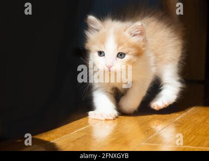 Ein Buff orange und weiß Ingwer Kätzchen geht aus Der Schatten ins Licht Stockfoto