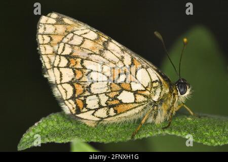 heide Fritillary (Melitaea athalia, Mellicta athalia), sitzt auf einem Blatt, Österreich Stockfoto