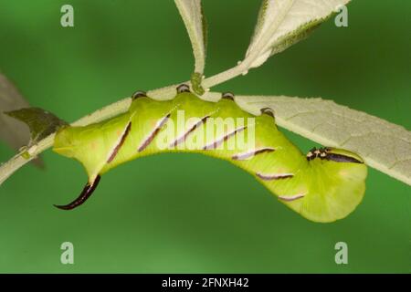 Privet hawkmoth (Sphinx ligustri), Raupe, die auf einem Stamm kriecht, Österreich Stockfoto