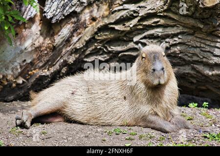 Capybara, Carpincho (Hydrochaeris hydrochaeris, Hydrochoeris hydrochaeris), ruht auf dem Boden Stockfoto