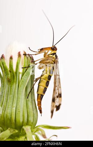 Skorpionfliege (Panorpa cognata), sitzt auf verwelktem Dandelion, Ausschnitt, Österreich Stockfoto