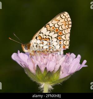 Glanville Fritillary (Melitaea cinxia, Mellicta cinxia), sitzt auf einer funkeligen Blume, Österreich Stockfoto