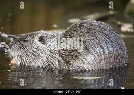 Eurasischer Biber, europäischer Biber (Rizinusfaser), steht im Flachwasser, Österreich Stockfoto