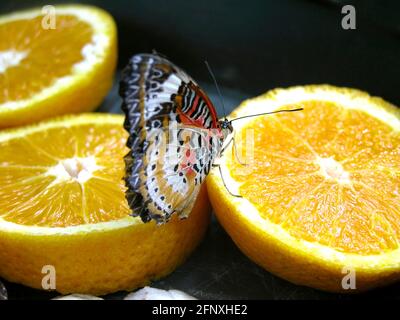 Rote Schnauzerei (Cethosia biblis, Papilio biblis), Schmetterling auf Orange Stockfoto