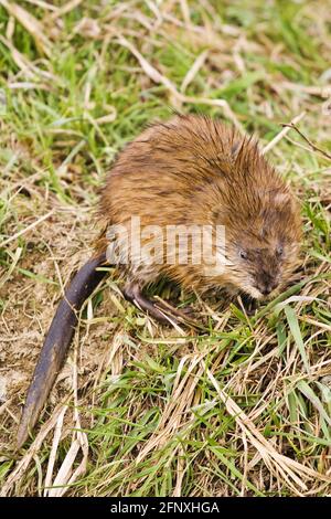 Bisamratte (Ondatra zibethicus), sitzt auf einer Wiese, Österreich Stockfoto