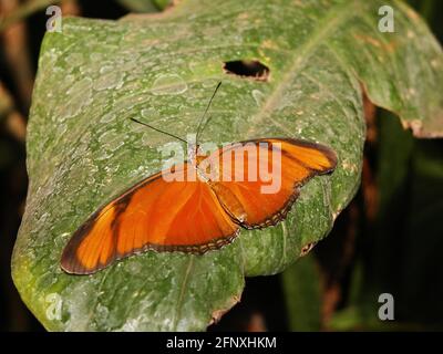 Julia heliconian (Dryas iulia, Dryas julia), sitzt auf einem Blatt Stockfoto