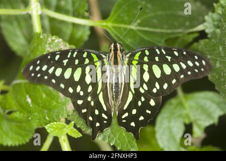 Schwanzhäher, Grünes Dreieck, Schwanzgrüner eichelhäher, Grünes Dreieck (Graphium agamemnon, Papilio agamemnon), sitzt auf einem Blatt Stockfoto