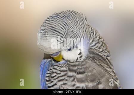 Wellensittich, Wellensittich, Sittich (Melopsittacus undulatus), Porträt Stockfoto