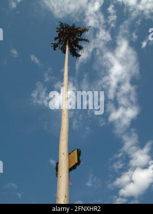 Maibaum, Österreich Stockfoto