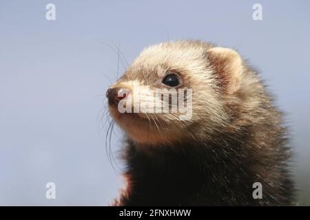 Polecat, Frettchen (Mustela putorius f. Furo, Mustela putorius furo), Porträt Stockfoto