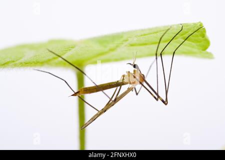 Kranefly (Limonia phragmitidis), sitzt auf der Unterseite eines Blattes, Österreich Stockfoto