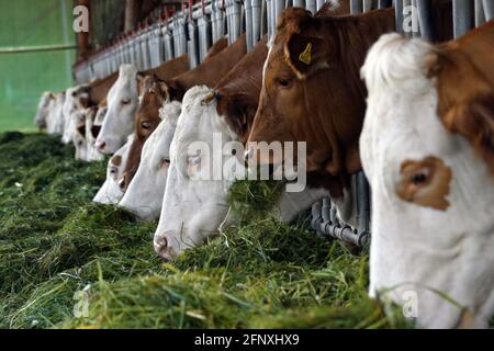 Hausrinder (Bos primigenius f. taurus), Fütterung im Stall, Österreich Stockfoto