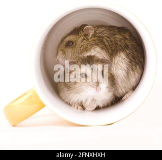 goldener Hamster (Mesocricetus auratus), zwei goldene Hamster in einer Tasse Stockfoto