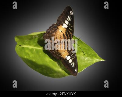 Clipper (Parthenos sylvia, Papilio slyvia), sitzt auf einem Blatt Stockfoto