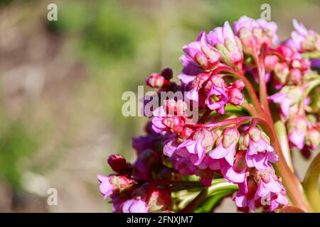 Erste Frühlingsblumen aus nächster Nähe. Lila frische Knospen im Garten. Stockfoto