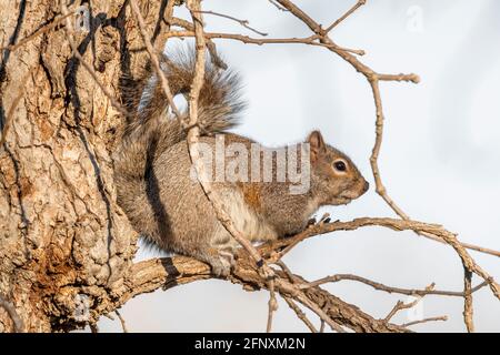 Graues Eichhörnchen (Scurius carolinensis) auf Extremität, Early Spring, E USA, von Dominique Braud/Dembinsky Photo Assoc Stockfoto
