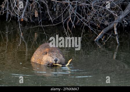 Biberfütterung am Schnittzweig (Castor canadensis), Spring, USA, von Dominique Braud/Dembinsky Photo Assoc Stockfoto